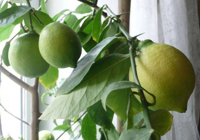 Лимон павловский: уход в домашних условиях, особенности выращивания и рекомендации