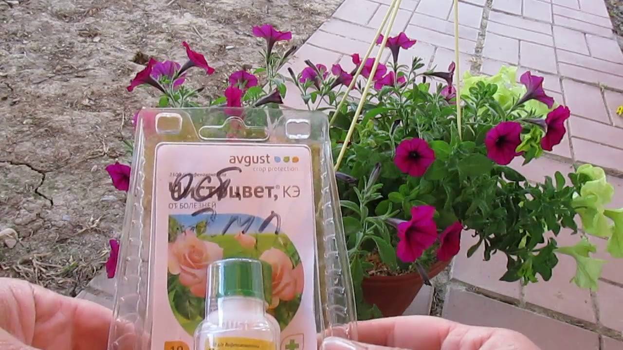 Болезни петунии – ищем лучшее лекарство для цветов