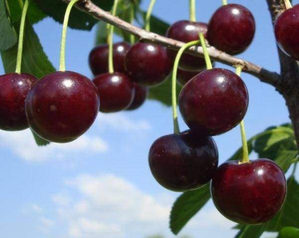 Характеристика и описание вишни «малиновка»