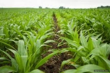 Применение гербицидов при выращивании кукурузы - общая информация - 2020