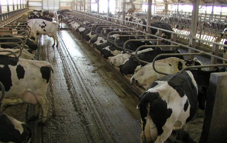 Привязное и беспривязное содержания коров.какой способ выбрать?