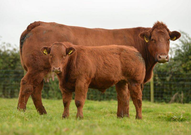 Костромская порода коров – характеристика, фото, отзывы