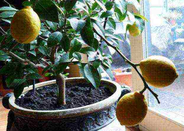 Вечнозеленый лимон мейера: описание, уход за растением, размножение, болезни и вредители