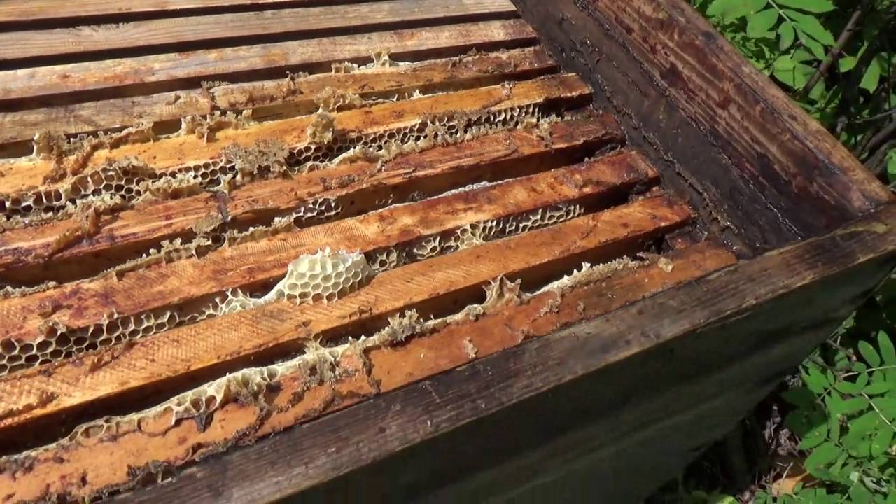 Как ухаживать за пчелами: для начинающих, правильно?