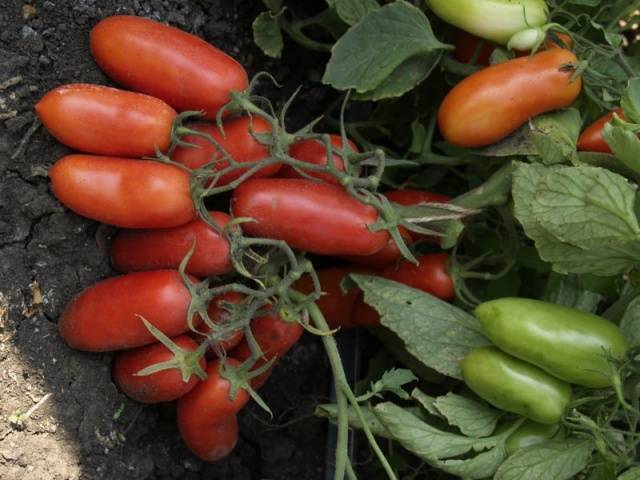 Находка для парников и теплиц — томат «гулливер» из страны помидоров