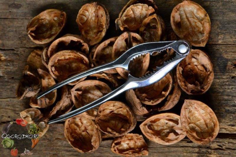 Скорлупа кедрового ореха: лечебные свойства и противопоказания, применение в народной медицине