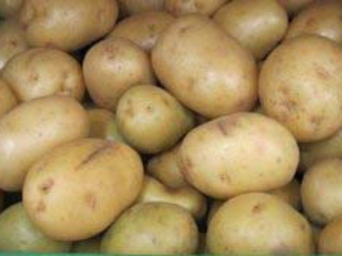 Знакомимся с сортом картофеля беллароза