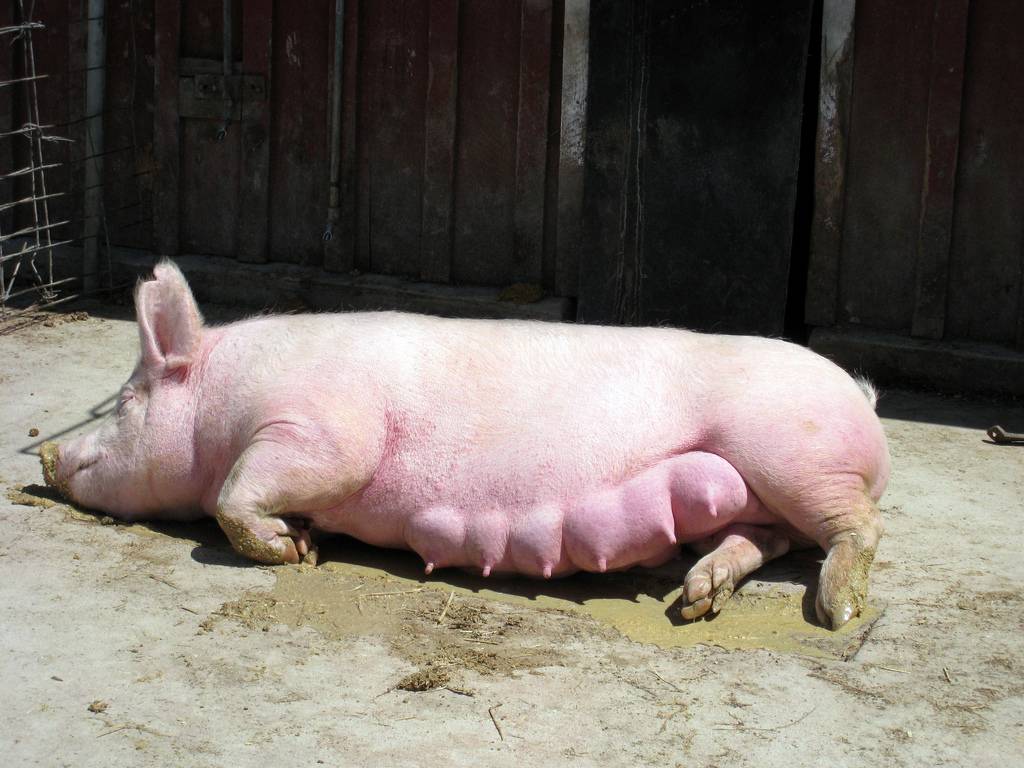 Способы и техника осеменения свиней