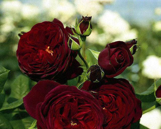 Роза плетистая черная королева: описание, фото
