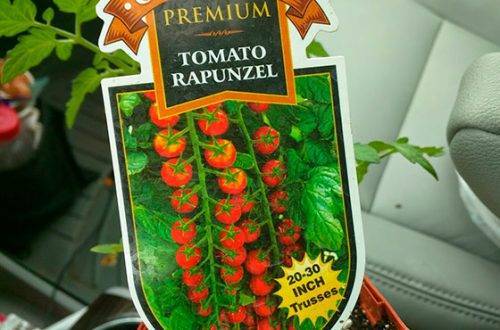 Подробное описание сорта томатов Рапунцель