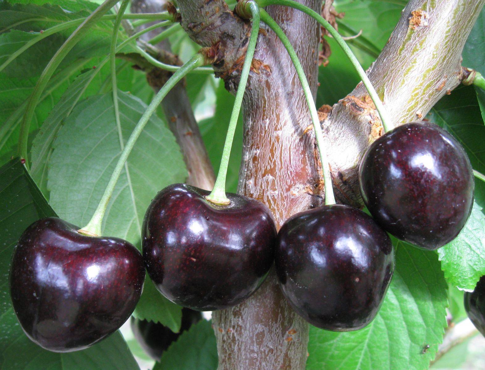 Сорт вишни черная крупная: описание и фото, характеристики и особенности выращивания