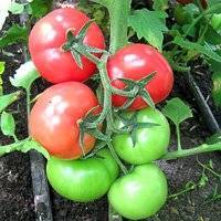 Ранний, урожайный, универсальный – сорт помидоров санька, подробный обзор и фото