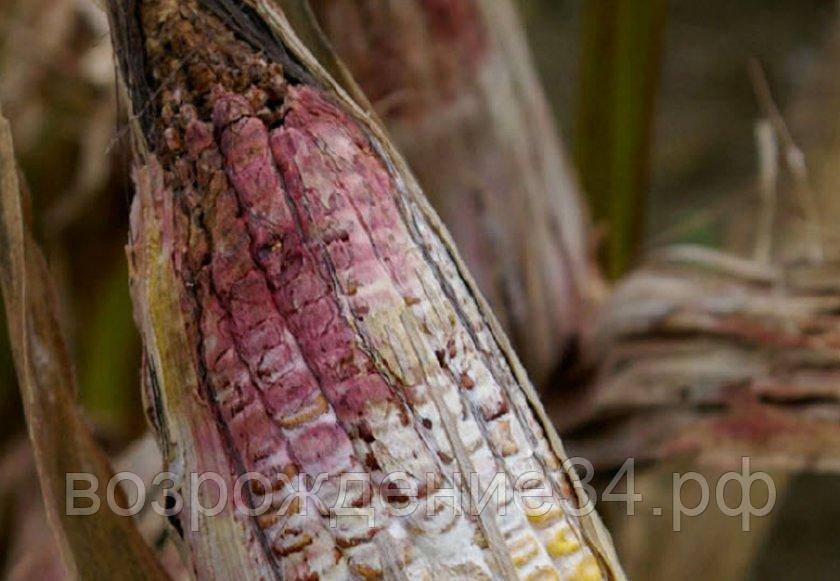 Болезни кукурузы, меры борьбы — пропозиция