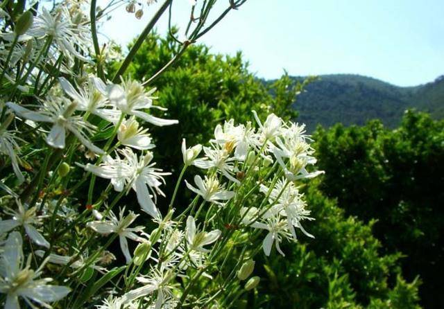 Клематис жгучий мелкоцветковый белый: фото, описание, посадка и уход