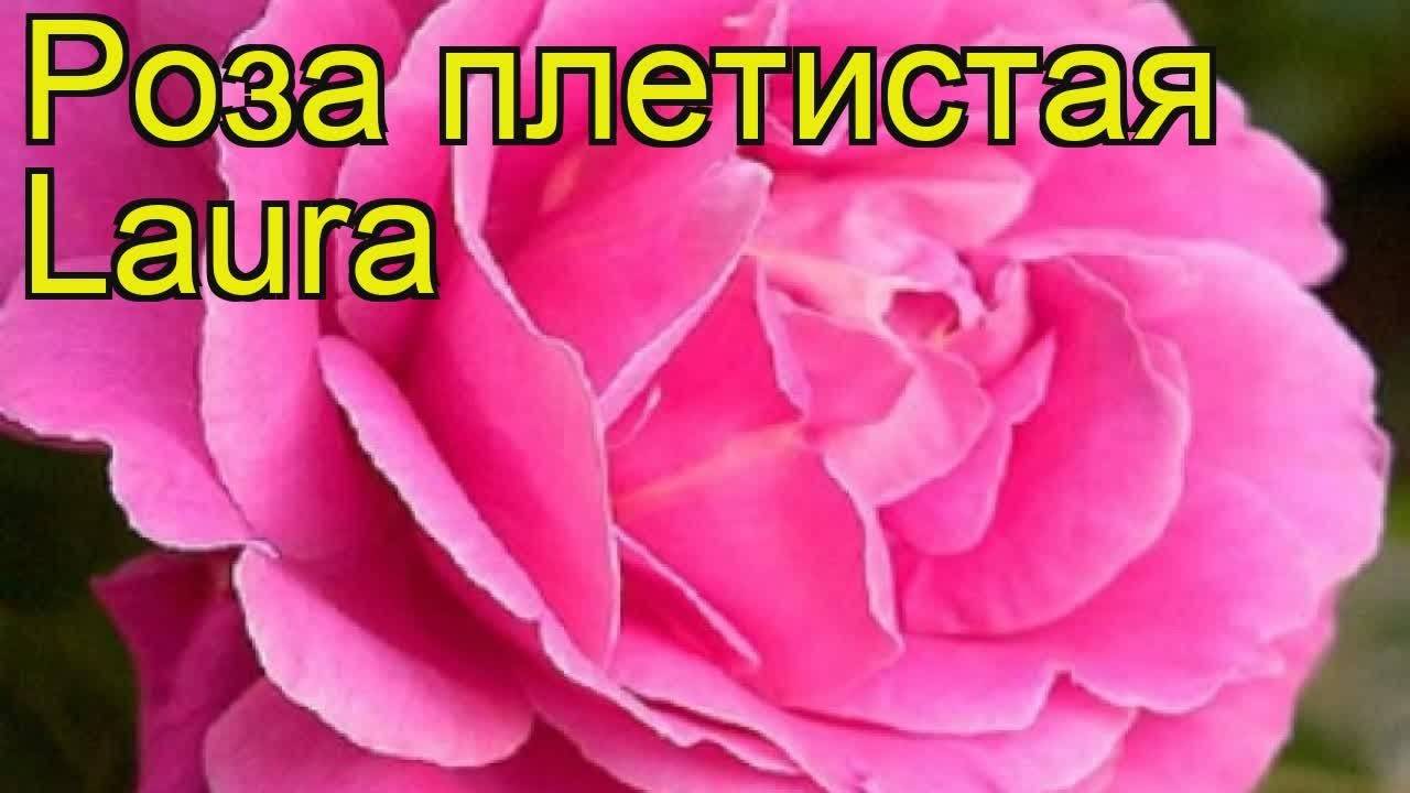 Pink o’hara благоухающая роза для красивых букетов