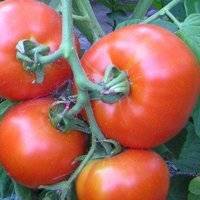 Томат "дубрава": характеристика и описание сорта помидор "дубок", выращивание в открытом грунте, правила ухода, фото плодов