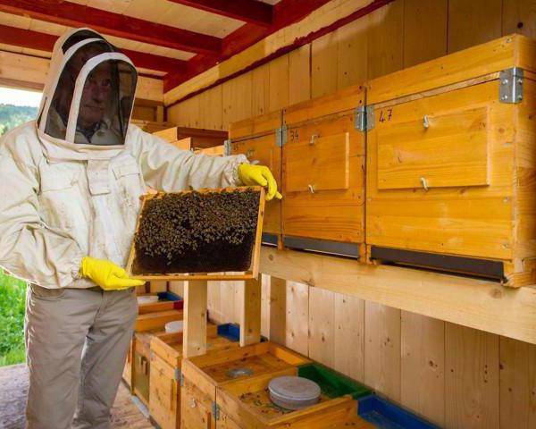 Инструкция для начинающего пчеловода