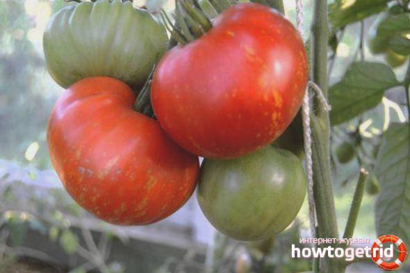Томат "медово сахарный": характеристика и описание сорта помидор, выращивание, достоинства и недостатки, правильное хранение и борьба с вредителями