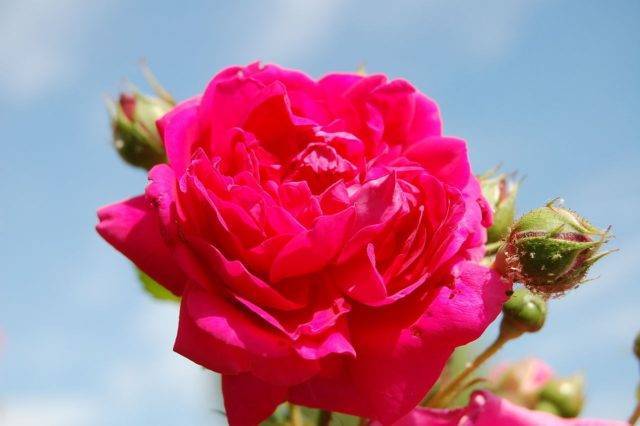 О розе лагуна (laguna): описание и характеристики сорта плетистой голубой розы
