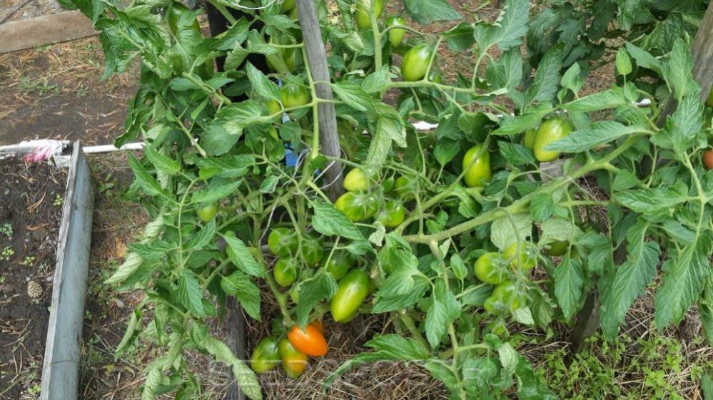 Необычайный томат «золотое руно»: описание сорта, его характеристики и особенности выращивания