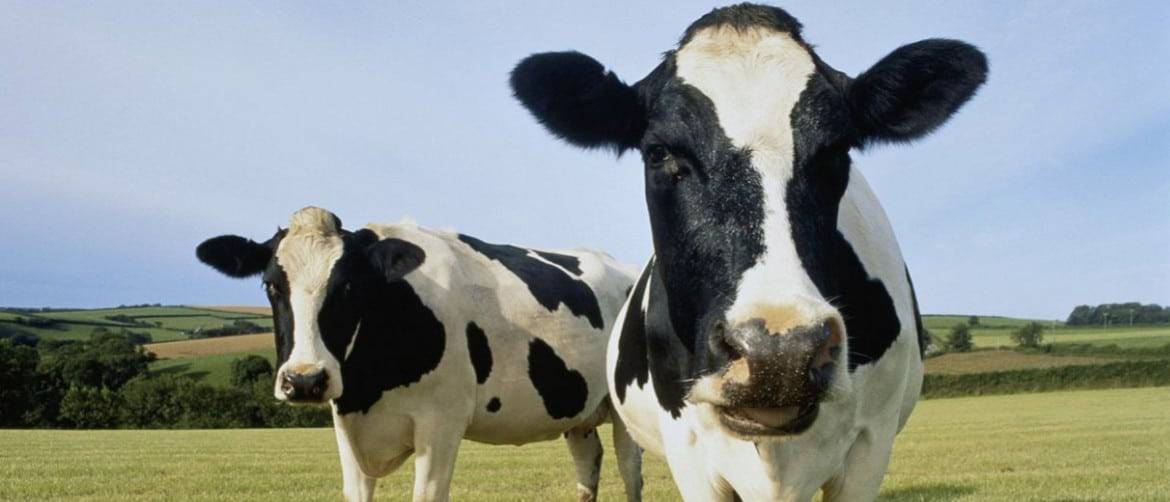 Голштинская порода коров – все об уходе за самой популярной породой