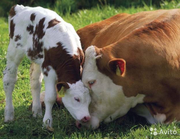 Характеристики доильного аппарата для коров «молочная ферма» 1п