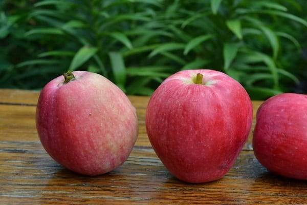 Сорт яблони башкирский красавец