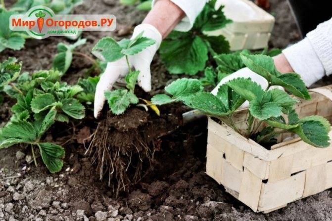 Ремонтантная клубника: посадка и уход, выращивание и болезни