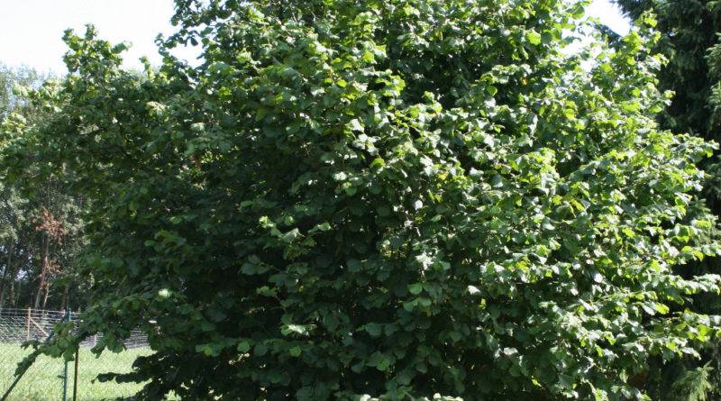 Лещина обыкновенная (фундук) – посадка, уход за орешником, как выглядит дерево?