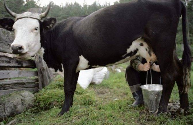 Можно ли доить корову перед отёлом