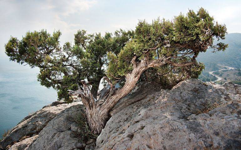 Можжевельник (104 фото): как он выглядит и где растет? описание высоких деревьев и кустарников. посадка в открытом грунте и уход