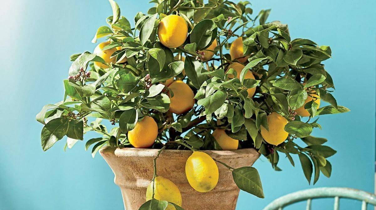 О вечнозеленом павловском лимоне. уход за ним в домашних условиях, размножение растения, болезни и вредители