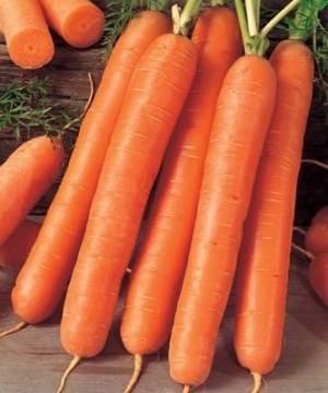 Морковь диана — описание сорта, фото, отзывы, посадка и уход