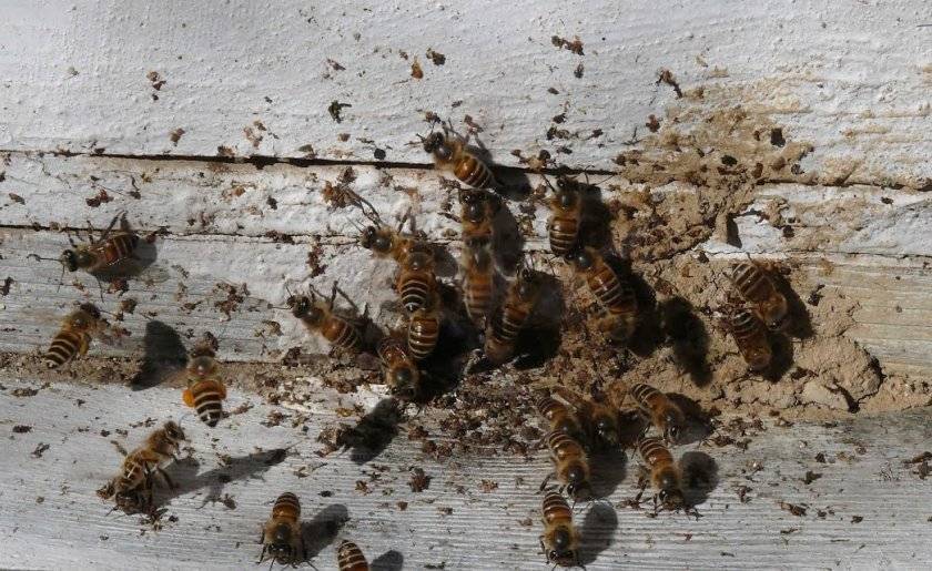 Окситетрациклин для пчел инструкция по применению как разводить как давать
