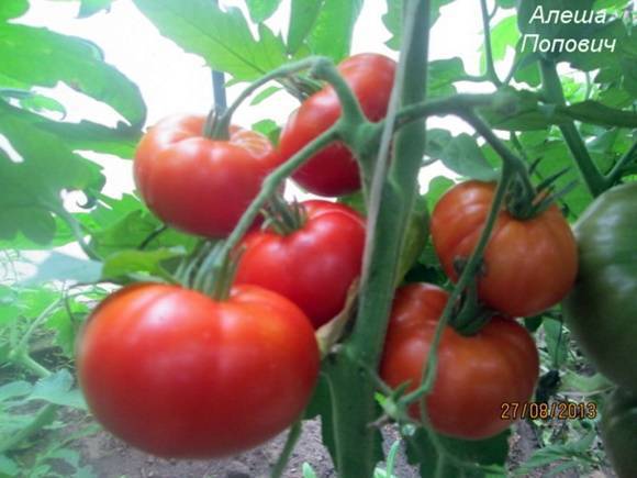 Алеша попович: описание сорта томата, характеристики помидоров, посев