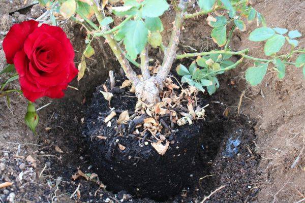 Как и когда лучше пересаживать розы на другое место: осенью или весной?