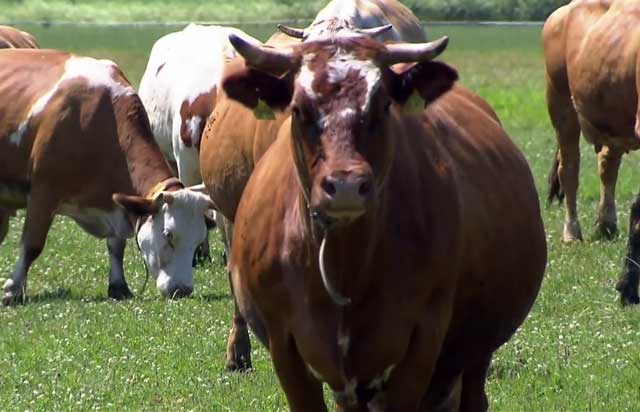 Корова лягается (бьётся) при дойке — почему, что делать, как отучить или привязать ногу