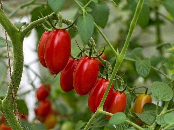Особенности сорта томатов настя-сластена, его урожайность