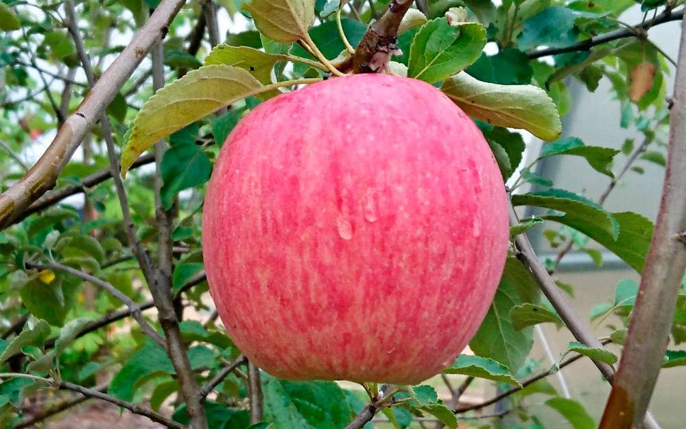 Яблоня эрли женева —  главные характеристики сорта