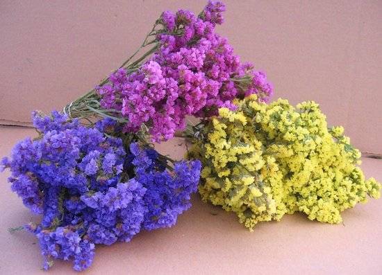 Цветок статица (кермек): посадка и уход в открытом грунте, фото, выращивание из семян