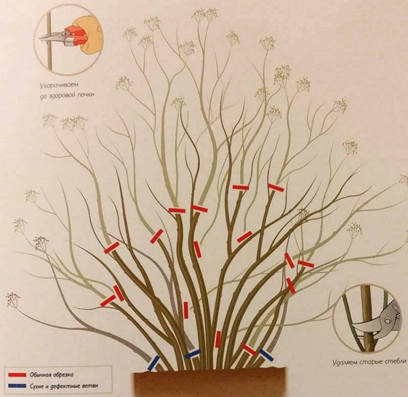 Спирея билларда (39 фото): описание spiraea billardii, посадка и уход, применение в ландшафтном дизайне, обрезка кустарника и сорта