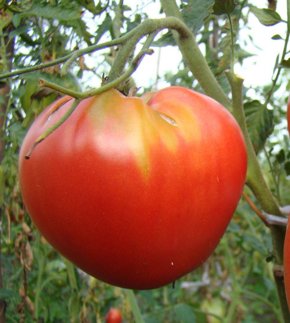 Находка для парников и теплиц - томат - гулливер - из страны помидоров