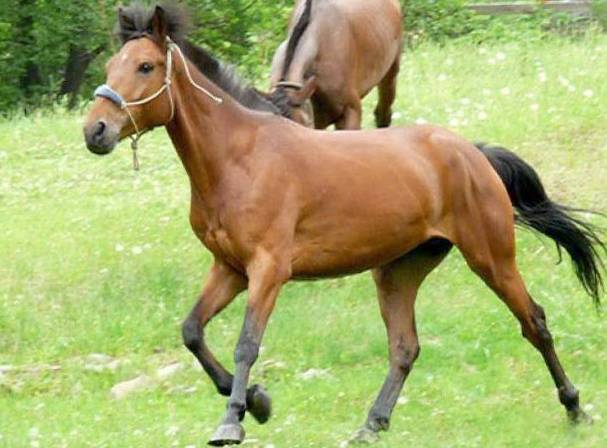 Кушумская порода лошадей: описание, отзывы