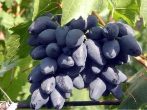 Сорт винограда ромбик: особенности ухода, характеристики плодов, достоинства и недостатки сорта