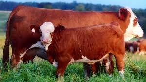 Красные породы коров и их содержание