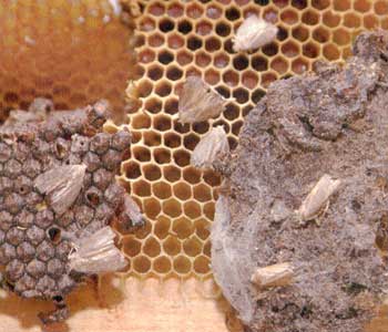 Об огневке пчелиной, пчелиная моль, что она лечит и как ее употреблять