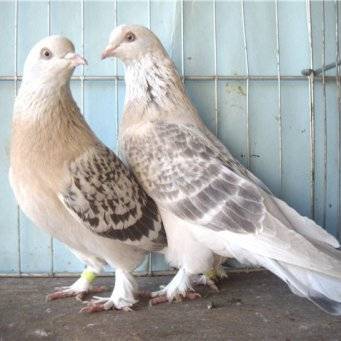 Обзор бойных голубей: правила ухода, содержания и разведение