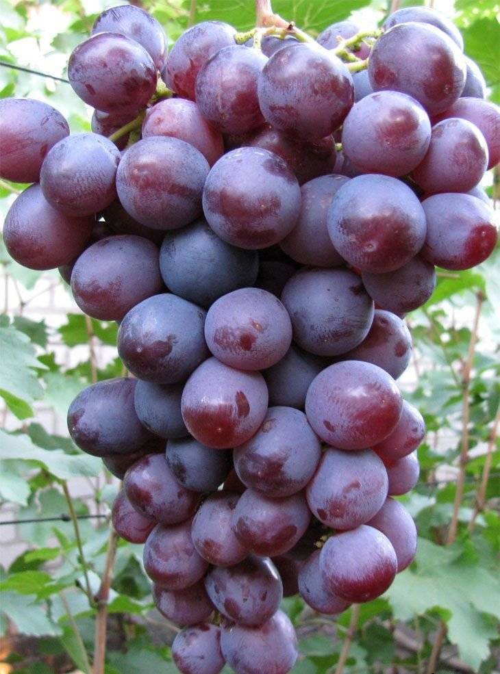 Виноград низина: описание сорта, фото, отзывы садоводов, видео