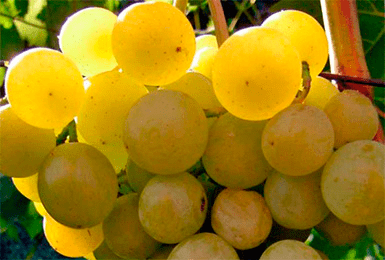 Сорт винограда галбена ноу (золотинка)