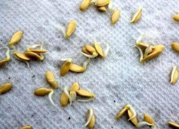 Как подготовить семена огурцов к посадке на рассаду?
